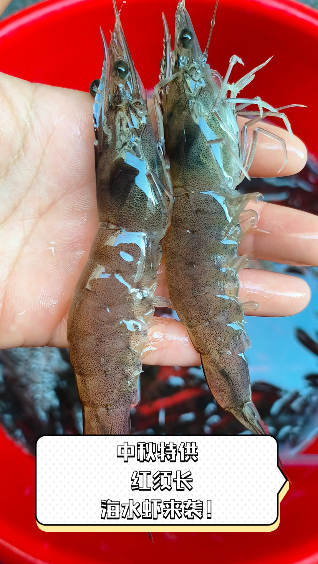 中秋特供,红须长海水虾来袭!