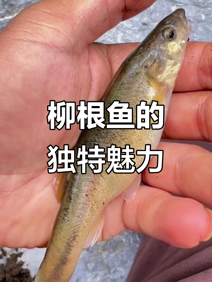 柳根鱼:东北冷水珍品,钓获轻松又美味