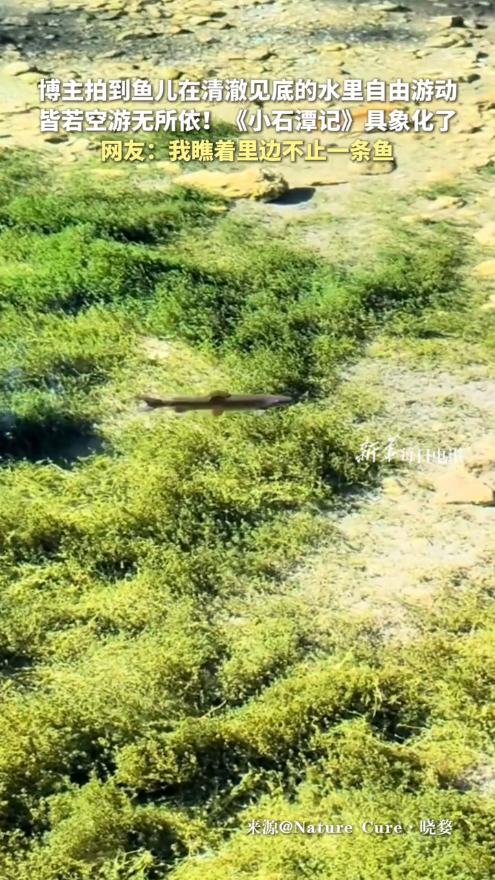 博主拍到鱼儿在清澈见底的水里自由游动，皆若空游无所依！