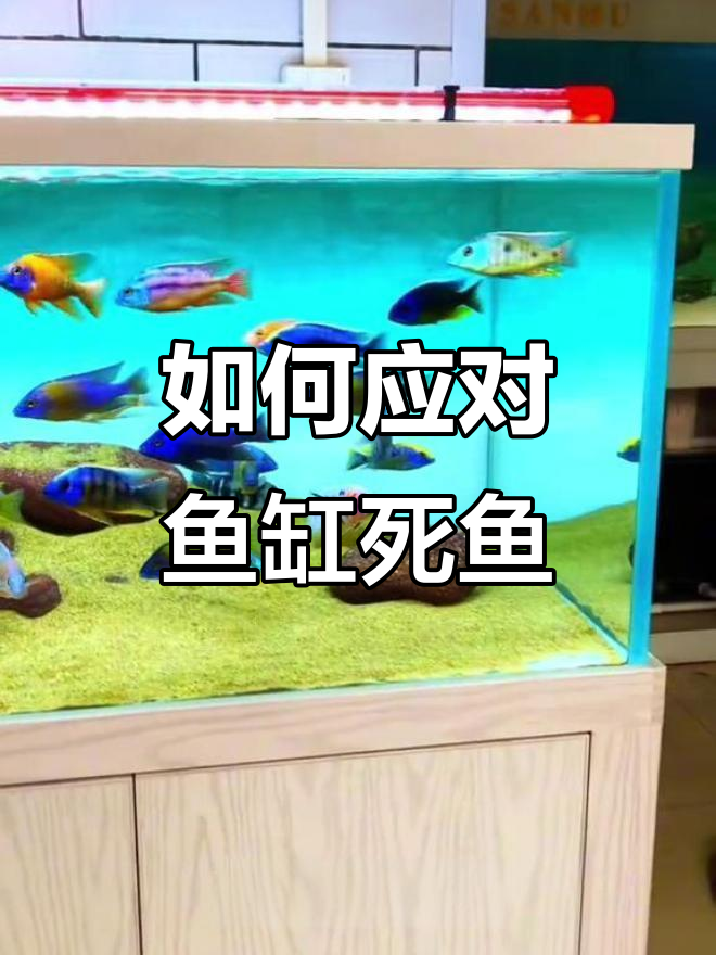 鱼缸死鱼的正确处理方式,避免水质恶化