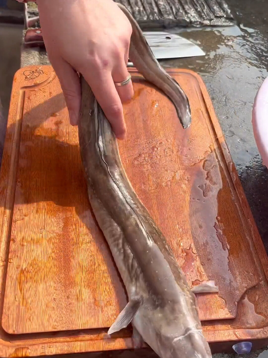 沙鳗营养价值极高