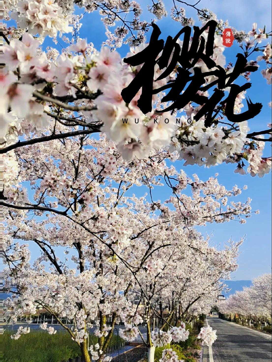 春日的染井吉野樱 染井吉野樱 春风和煦,园内的染井吉野樱一夜之间悄然绽放。染井吉野樱又名东