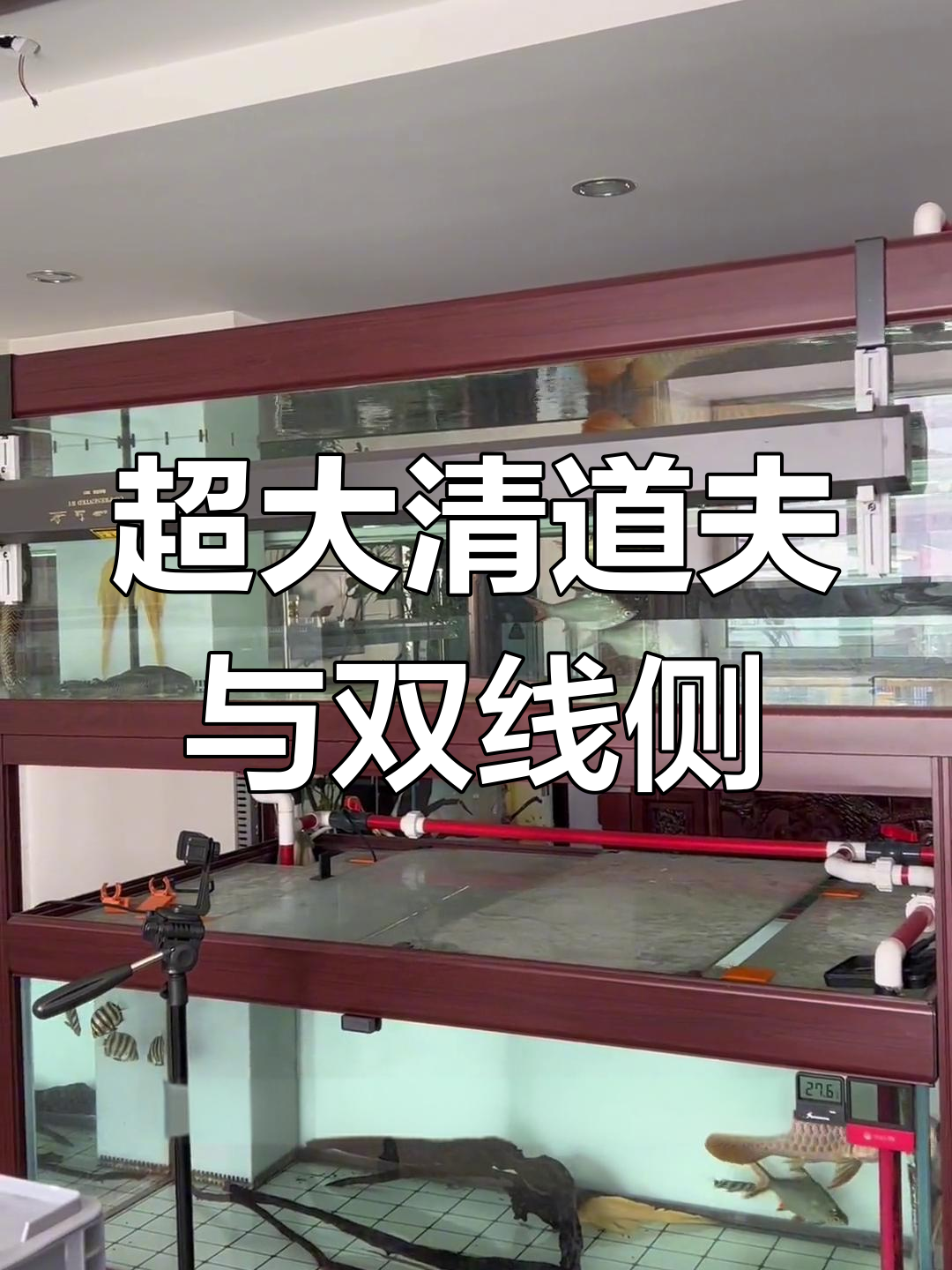 清道夫超大,双线侧群游壮观,铁甲幽灵火箭也来了