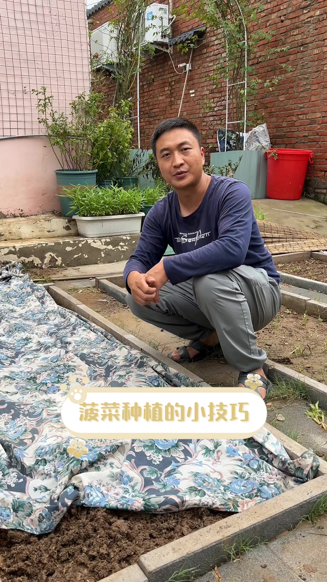 菠菜种植的小技巧