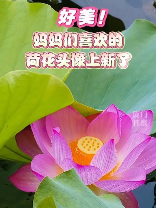 好美!妈妈们喜欢的荷花头像上新了 厦门 荷花 母亲节