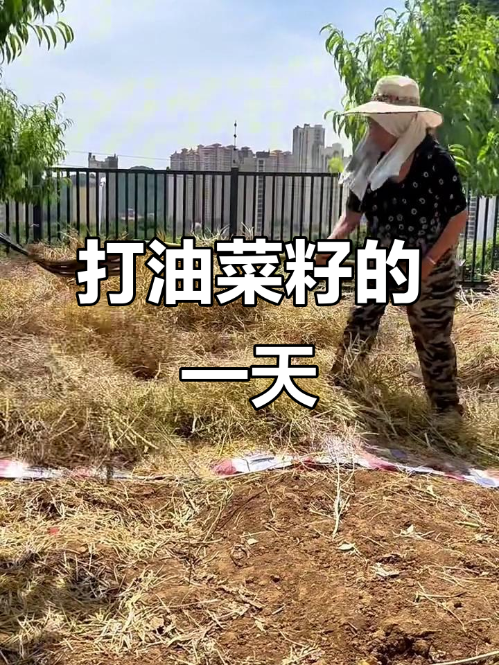 油菜籽收割技巧大揭秘，老妈的“杀手锏”工具亮相