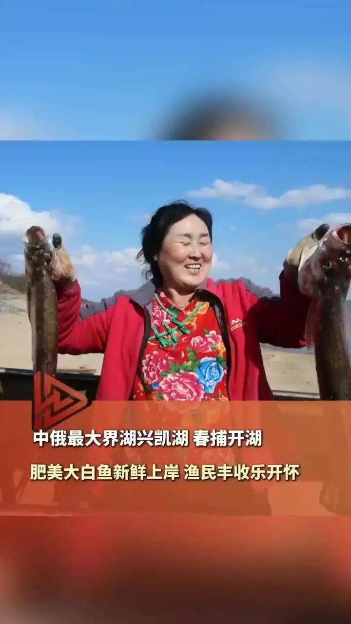4月28日，中俄最大界湖兴凯湖，春捕开湖，肥美大白鱼新鲜上岸，渔民丰收乐开怀