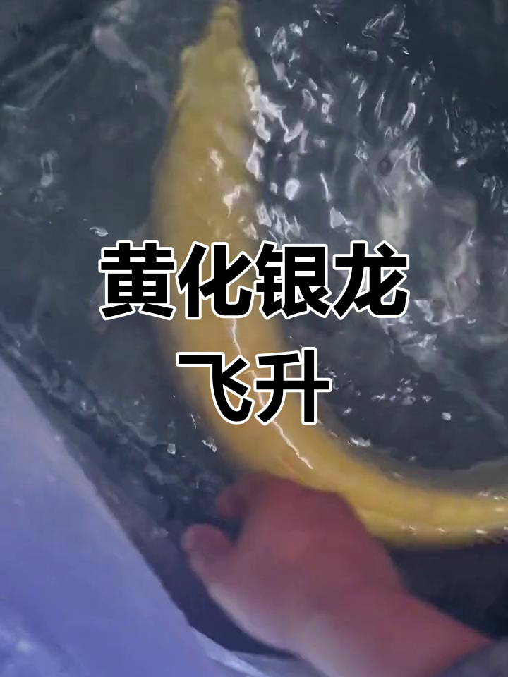 巨型黄化龙鱼盘旋飞舞,震撼全场