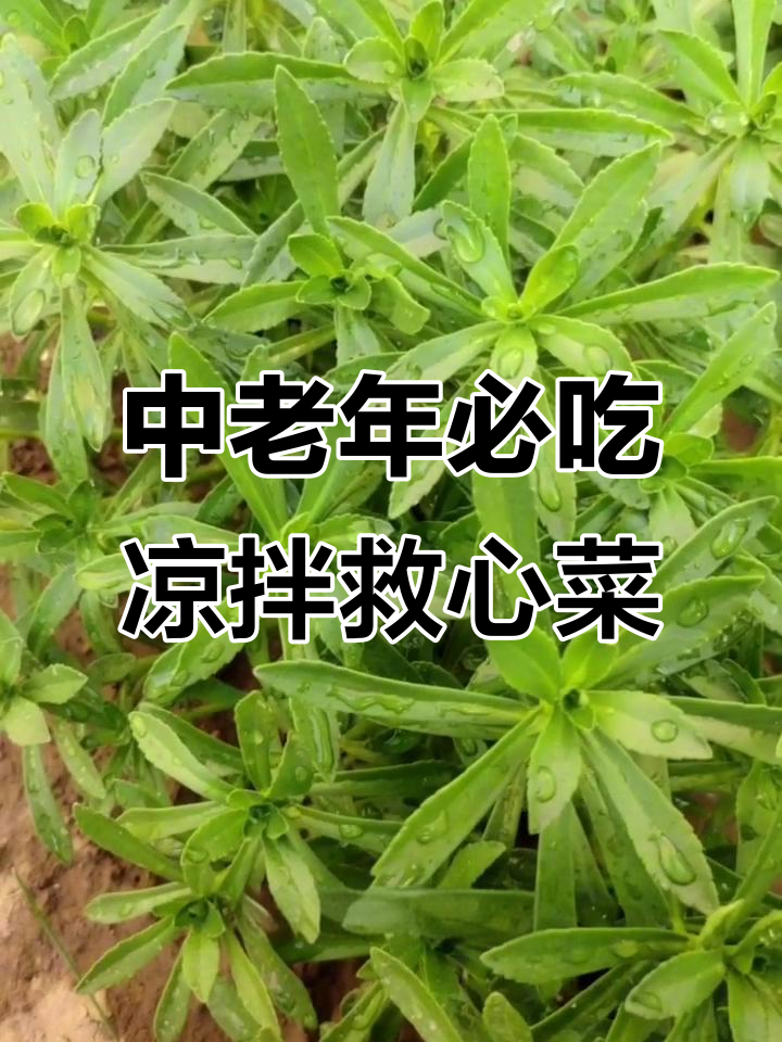 救心菜凉拌做法，简单又营养，中老年人必备！