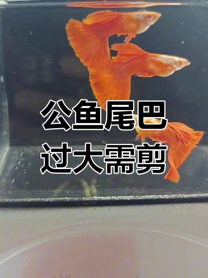 孔雀鱼剪尾技巧:避免繁殖障碍