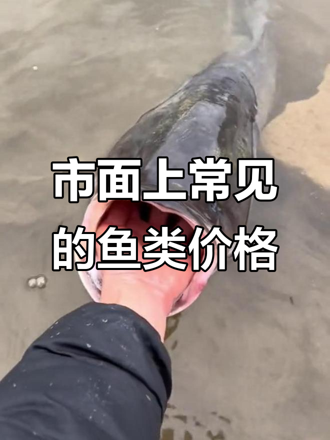 了解46种常见食用鱼的价格,草鱼到鲶鱼的全方位解析