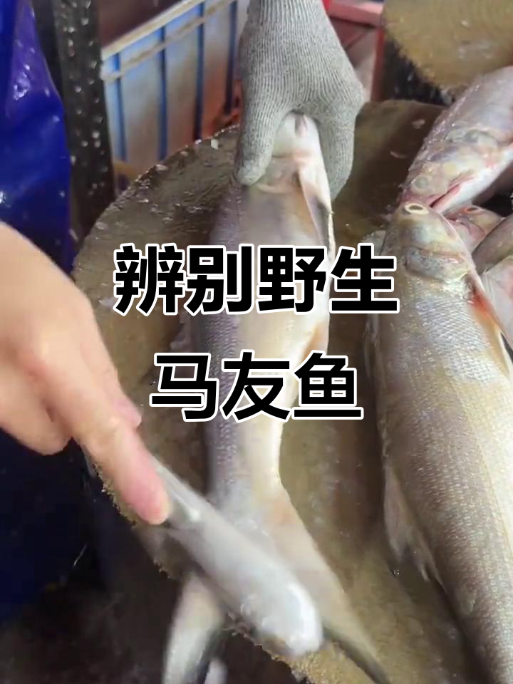 如何分辨野生与养殖马友鱼?黑鳍黄鳍大不同