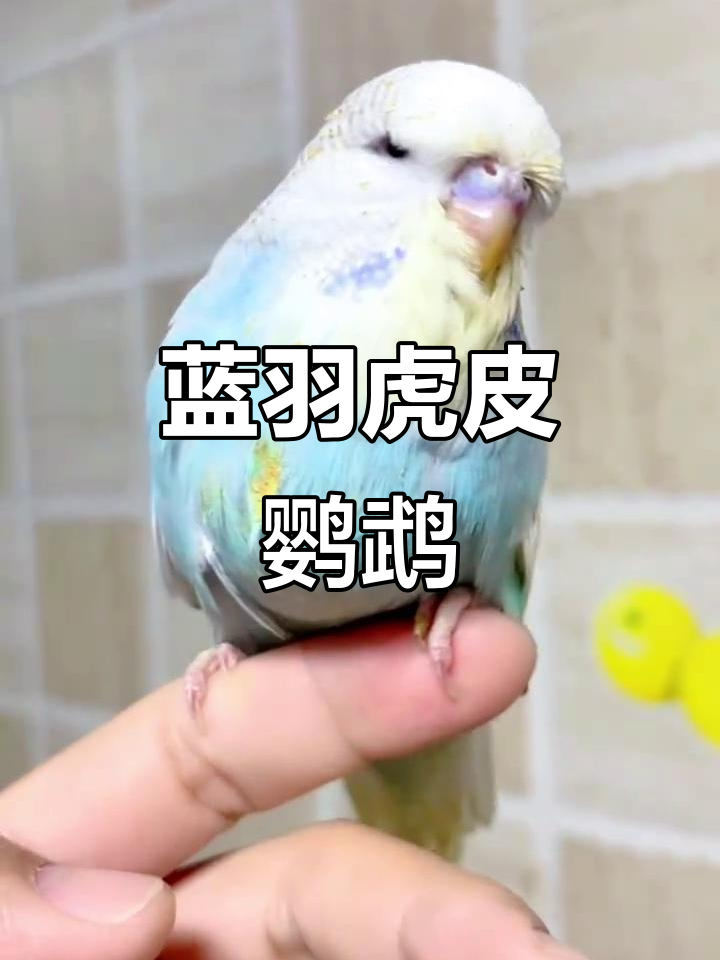 蓝色大头虎皮鹦鹉,美丽鱼鳞让人惊艳