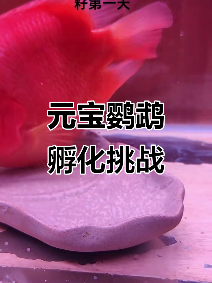 决定尝试孵化元宝鹦鹉鱼，看看能否成功！