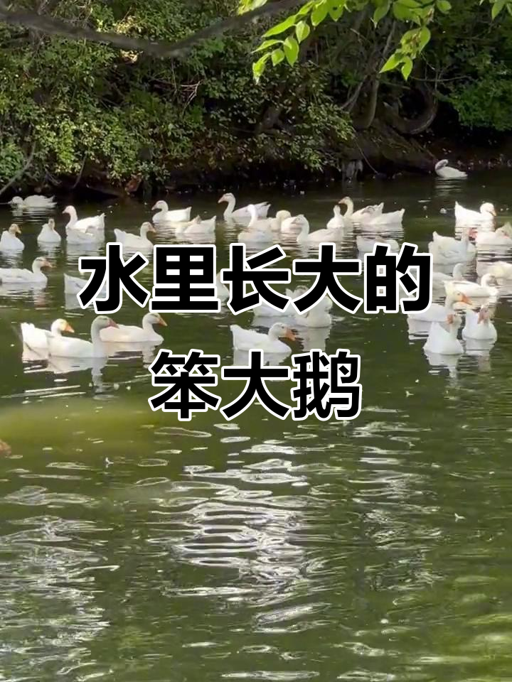 黑龙江散养大鹅，水边生活乐趣多