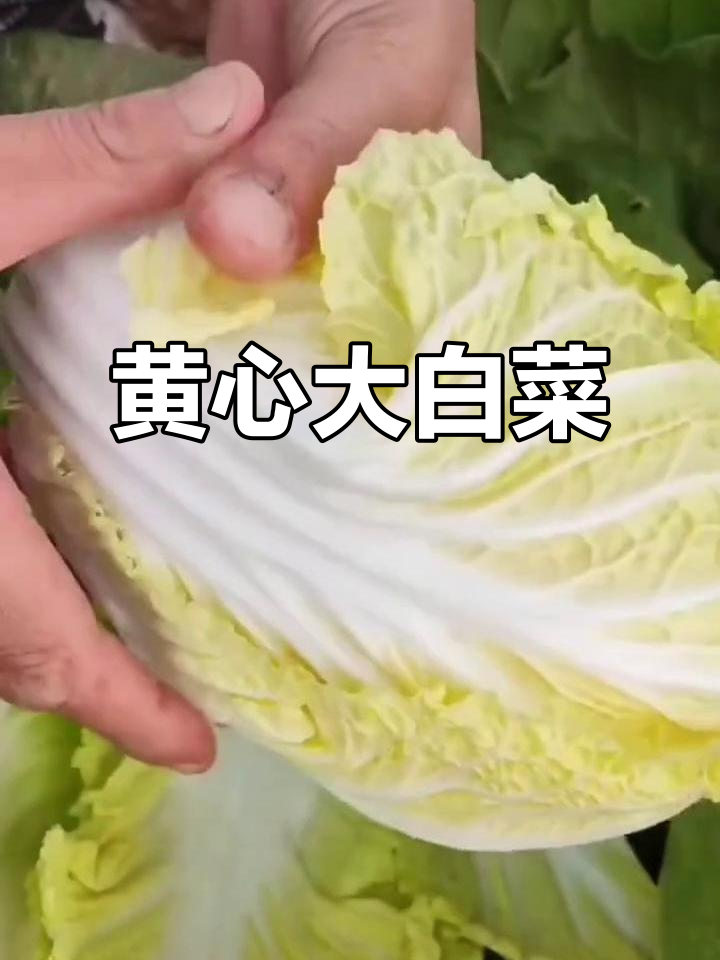 东北黄心大白菜,腌酸菜炒饺子馅都超赞