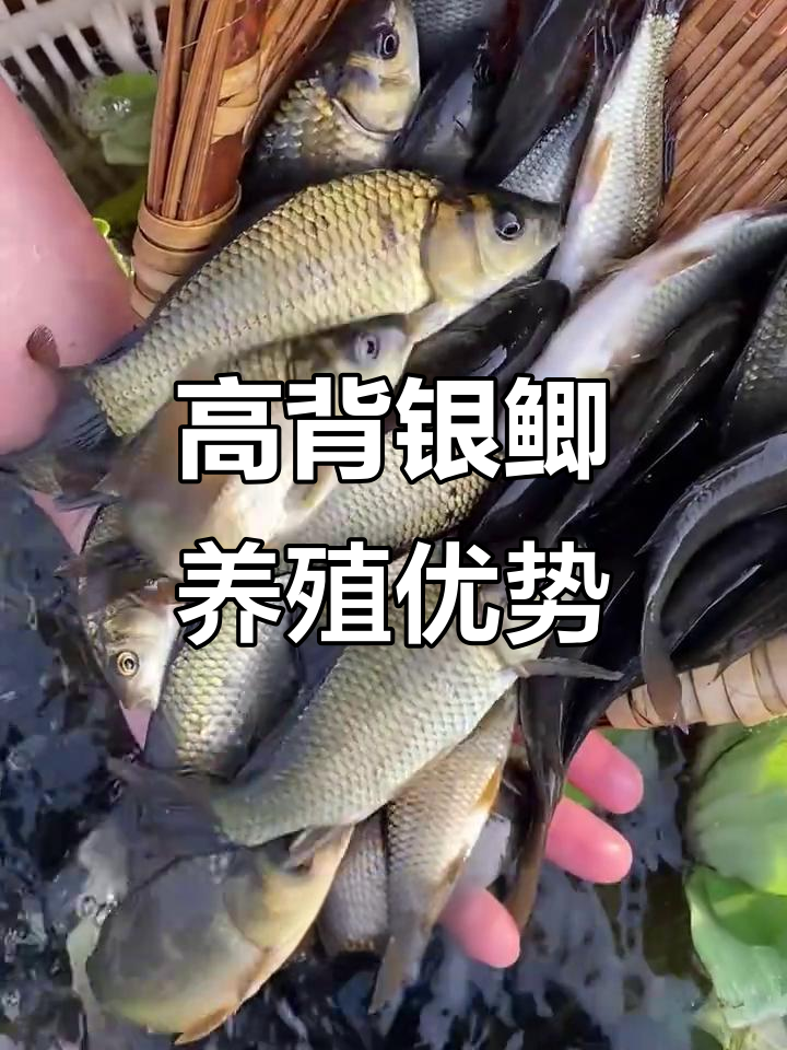 黄金鲫鱼苗养殖优势:耐低温、抗病力强,生长快