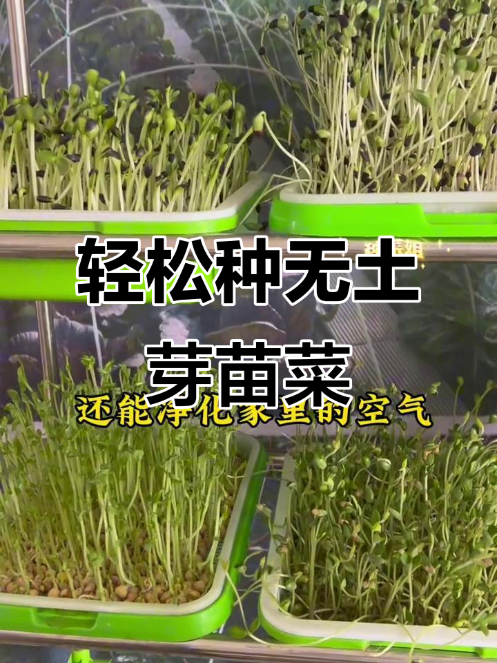 无土种植芽苗菜,简单又健康