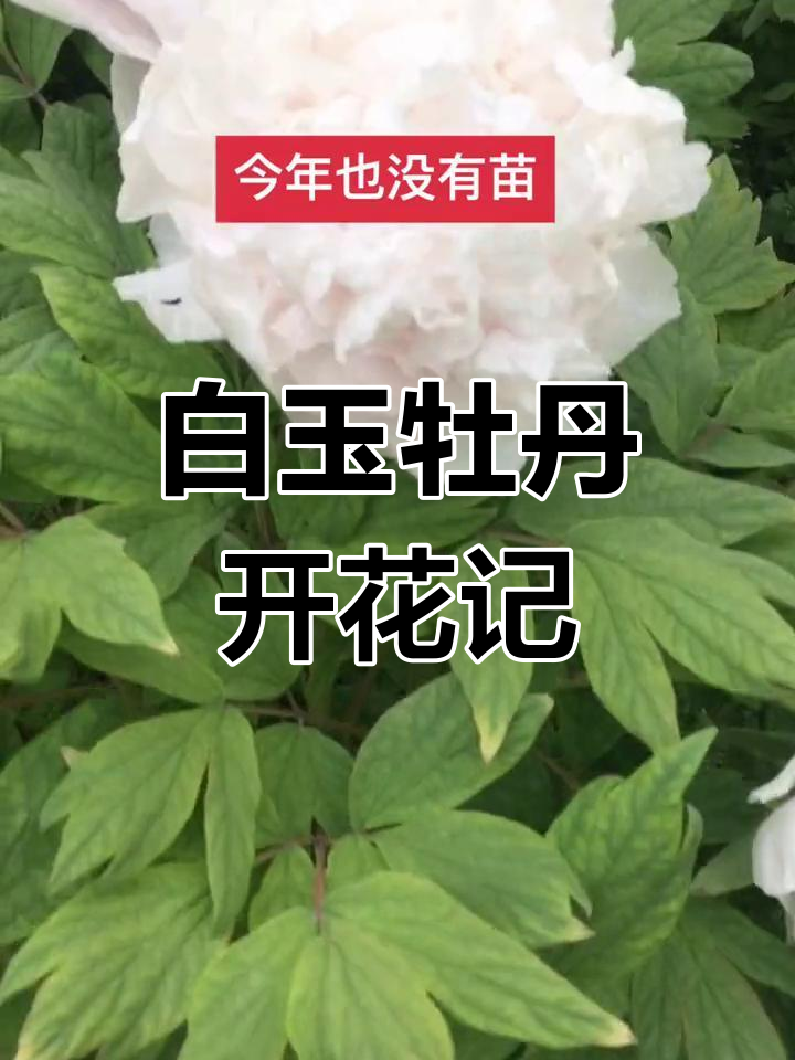 今年唯一开花的白色牡丹,稀有品种揭秘