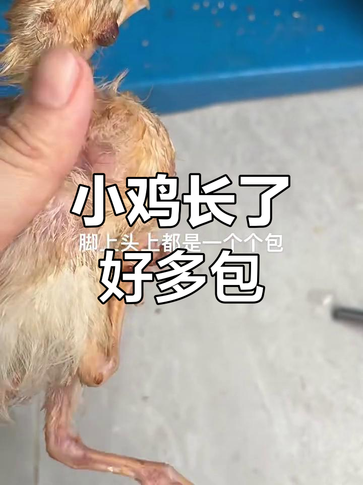 小鸡身上长包,爪子也有!