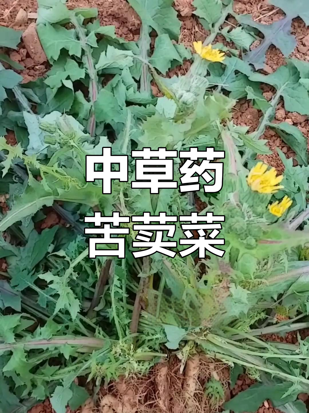 苦荬菜的药用功效与食用方法