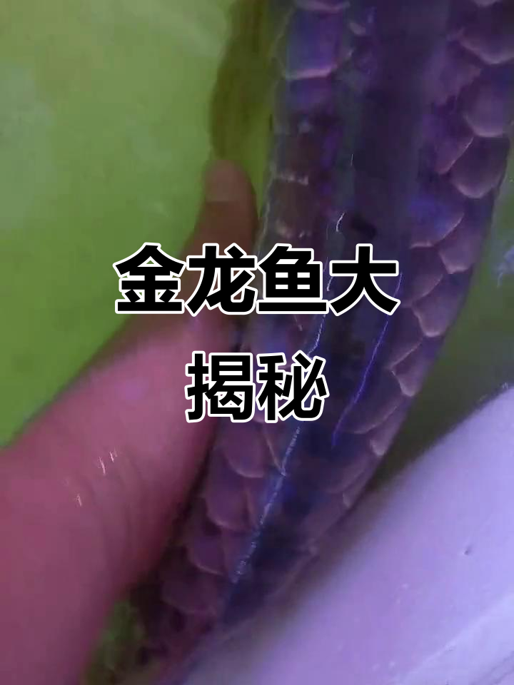 58公分金龙鱼震撼登场，炮弹头霸气十足