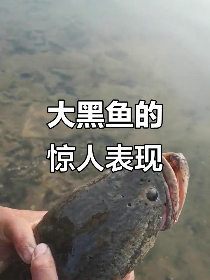 一米多长的大黑鱼,放生时竟然这么灵活!