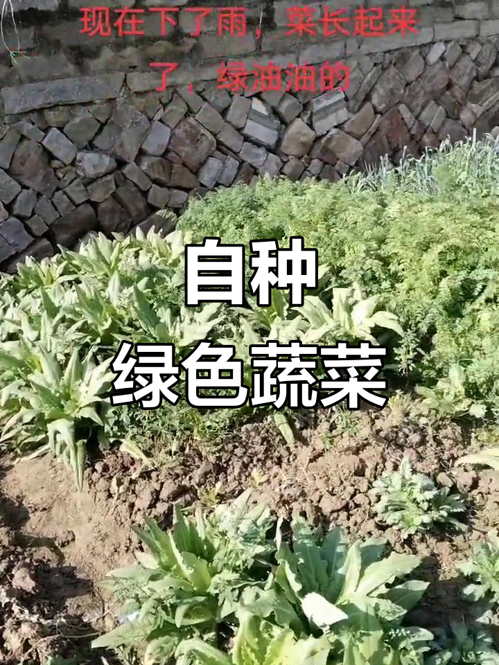 乡村生活:纯天然绿色蔬菜的种植与收获