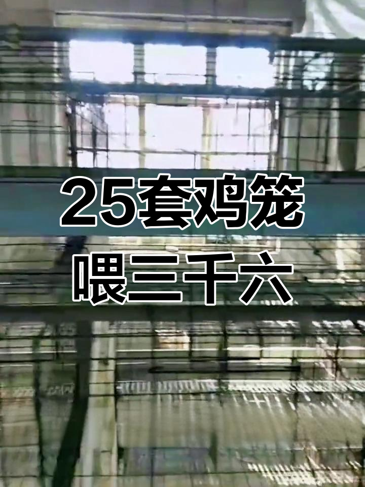 25套鸡笼子,轻松养3600只产蛋鸡
