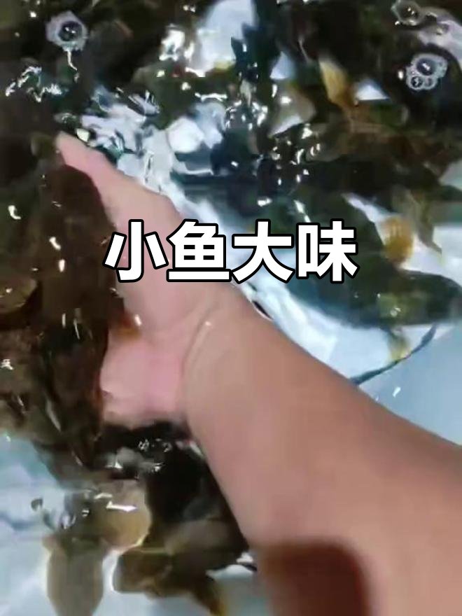 中华沙塘鳢,虽小却美味十足,价格不菲