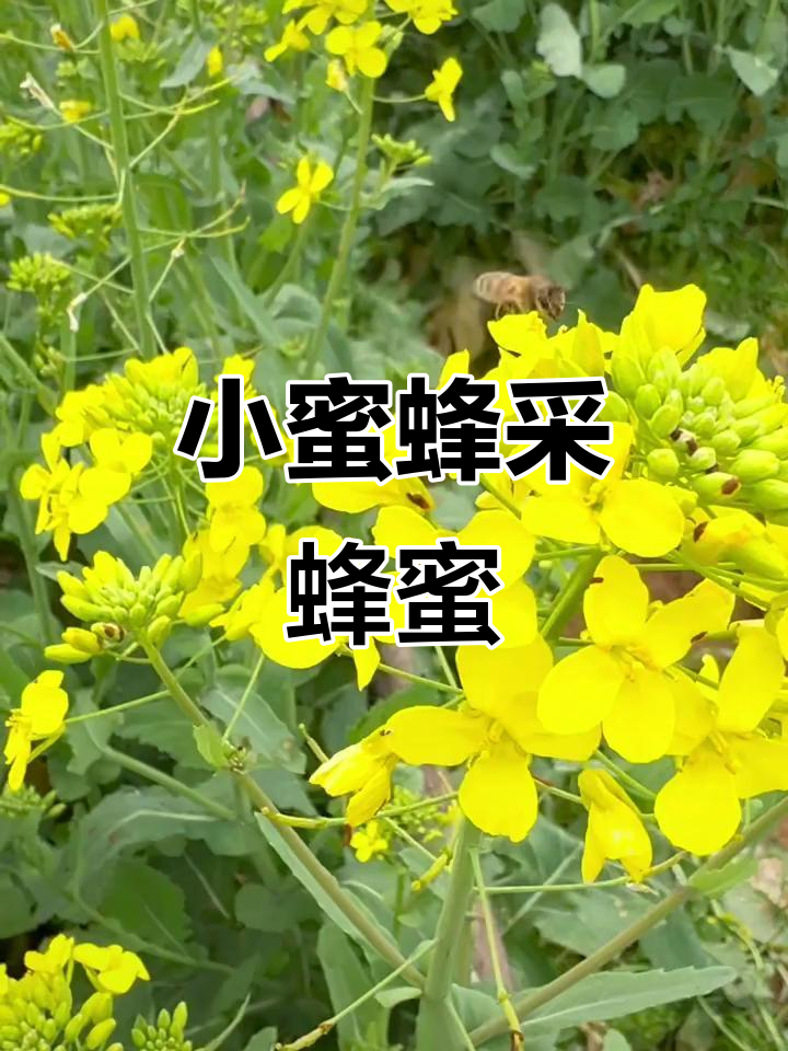 小蜜蜂在油菜花中休息,采蜜忙不停