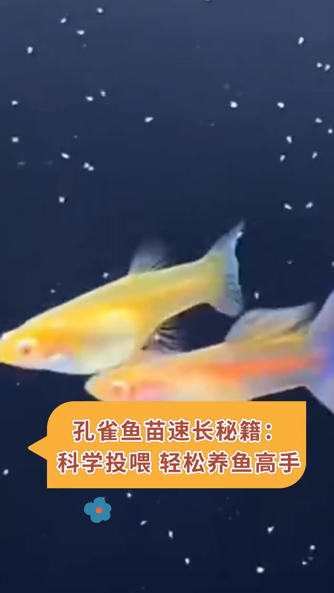 孔雀鱼苗速长秘籍:科学投喂 轻松养鱼高手