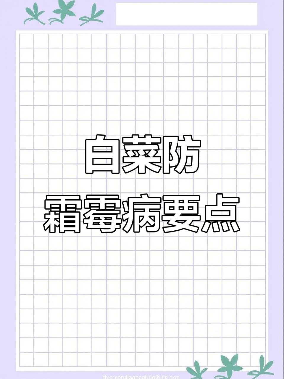 白菜霜霉病防治技巧,雨后管理全攻略