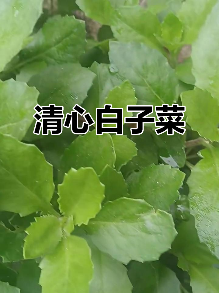 白子菜，清心润肺，叶嫩味美，凉拌或炒食皆宜