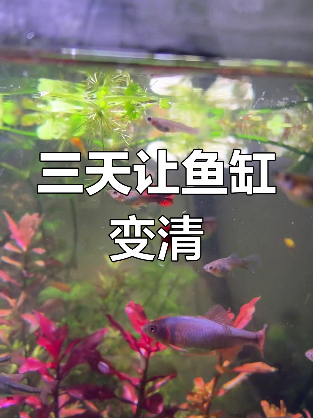 鱼缸水浑浊怎么办?五个步骤快速恢复清澈