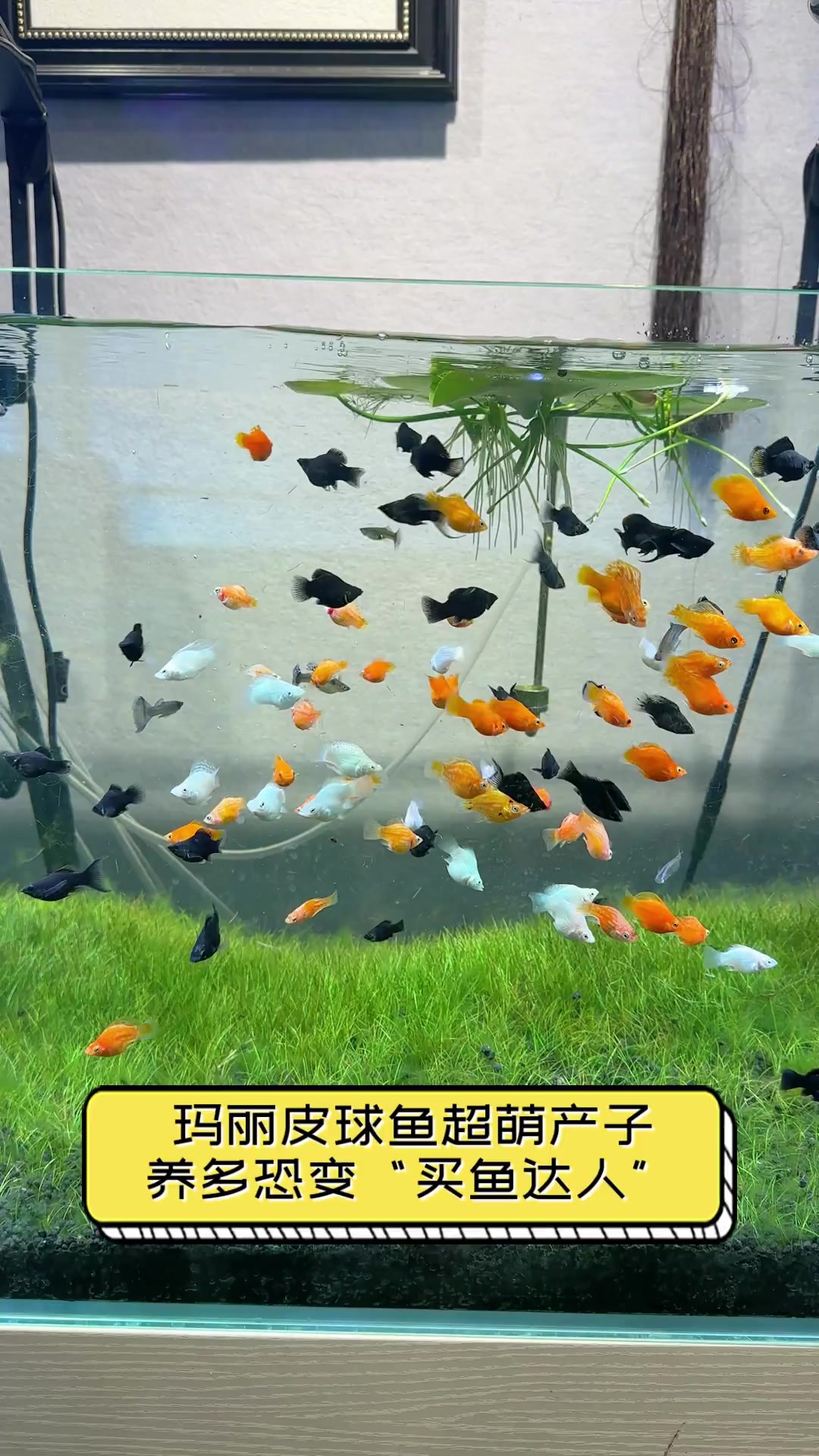 玛丽皮球鱼超萌产子,养多恐变“买鱼达人”