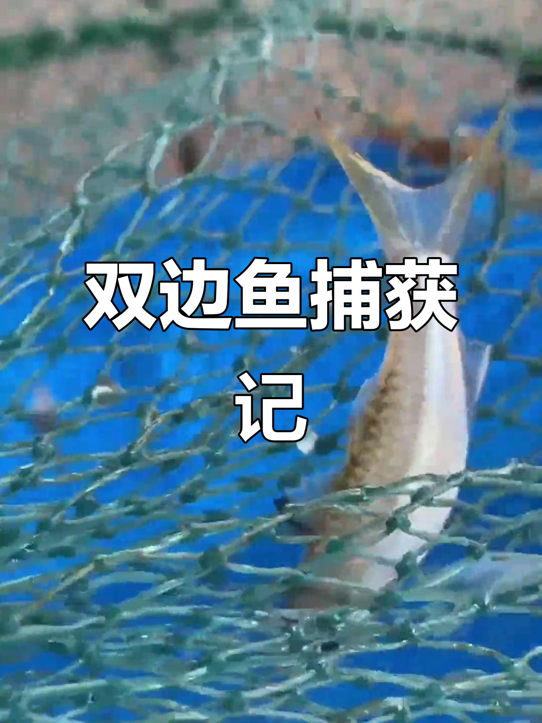 昨晚放网笼，今天收获满满双边鱼，河口浅海常见的小型海鲜