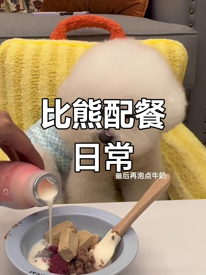 比熊今日食谱:罐头大餐与营养补充