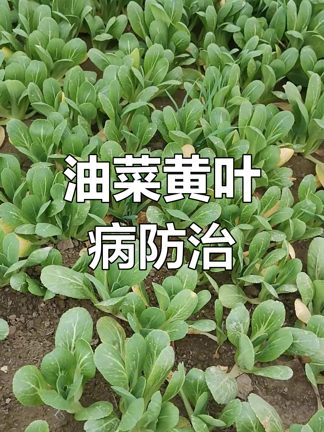 油菜叶片发黄原因及防治方法