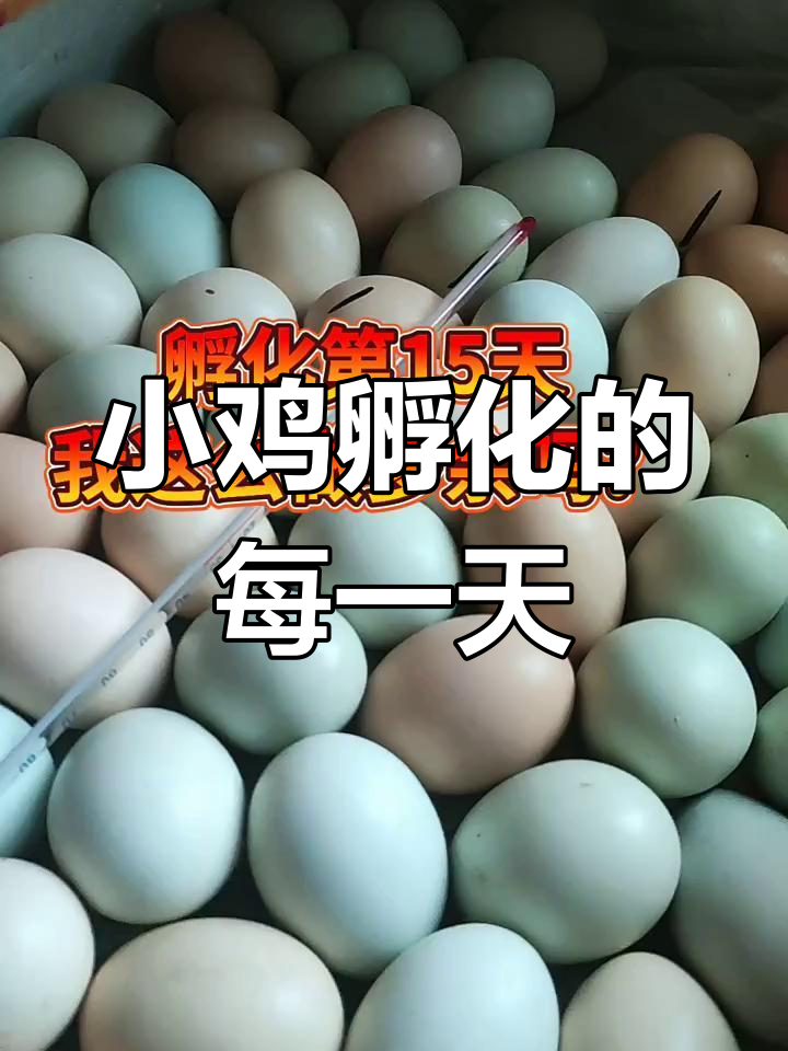 孵化小鸡的日常:温度控制与成长记录