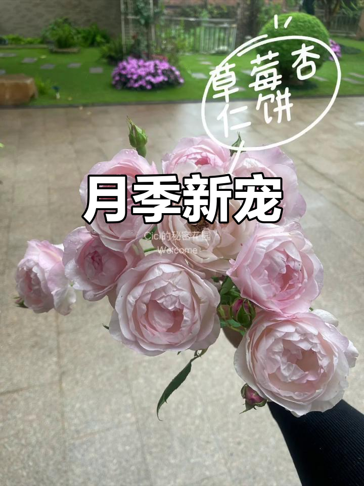 草莓杏仁饼月季,耐寒又直立,花开持久,懒人也能轻松养护