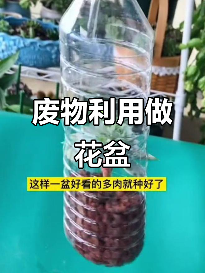 废矿泉水瓶变身多肉花盆,创意十足又环保