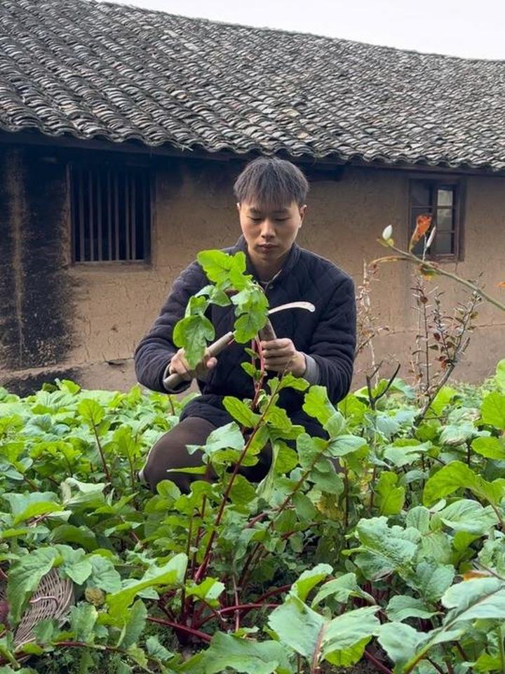 家里的红萝卜也成熟了，弄点来做个泡菜开开胃