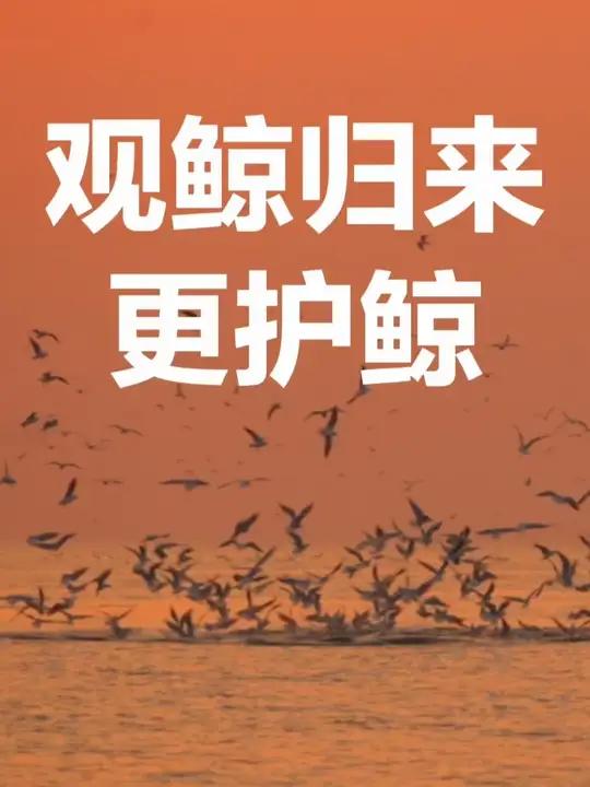 北海涠洲岛海域是我国唯一稳定观测到布氏鲸群的近海海域,涠洲岛观鲸游持续攀升,当地积极行动,
