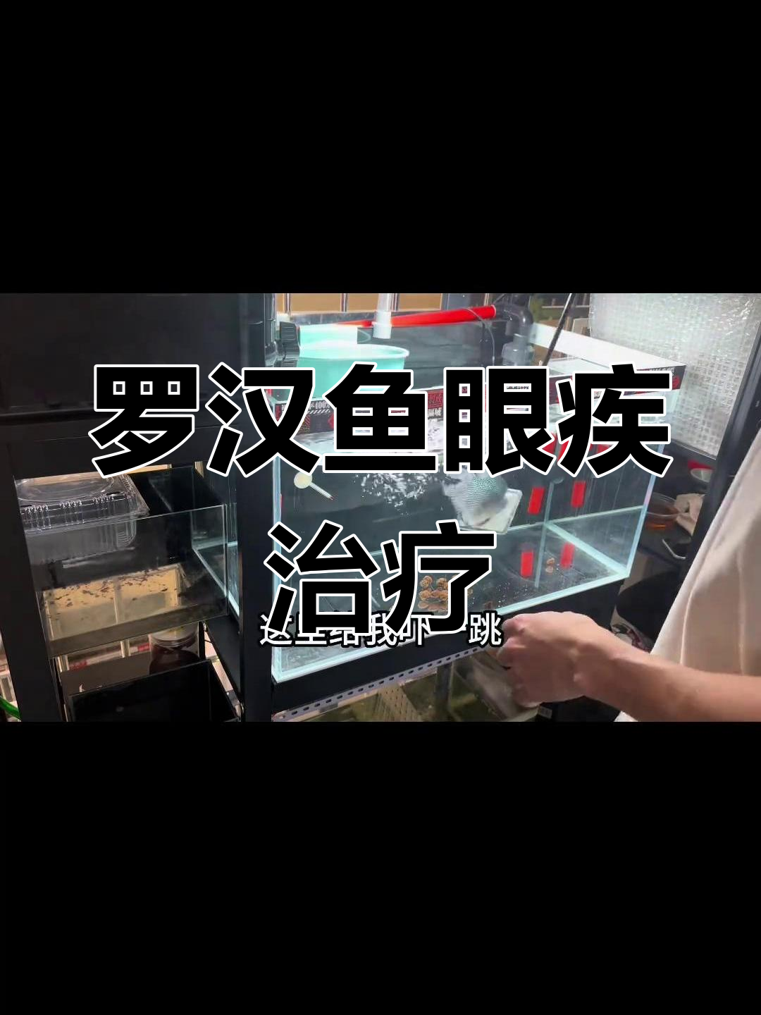 罗汉鱼眼睛凸出白膜,治疗方法大揭秘