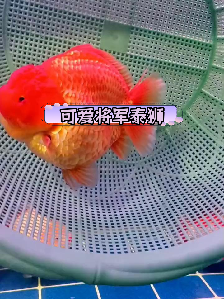 将军泰狮:短圆胖的金鱼魅力