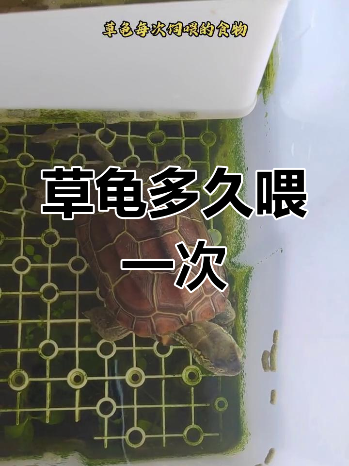 草龟喂食指南:如何正确喂养幼龟和成体