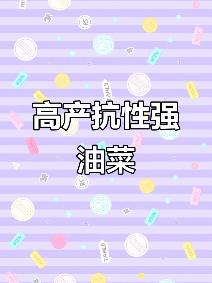 矮杆高产,抗寒耐病,七九七油菜品种助力农民增产