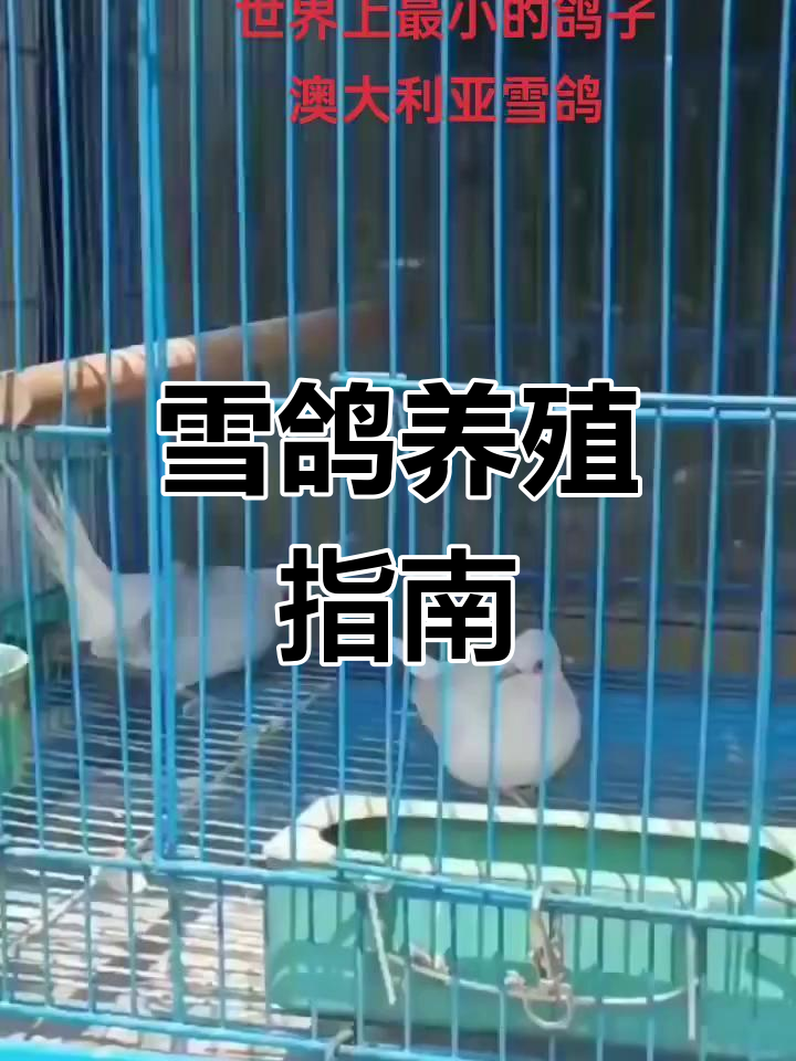 澳大利亚雪鸽的饲养与繁殖技巧