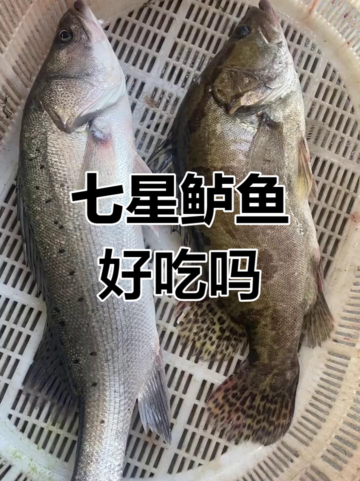 七星鲈鱼与桂鱼的口感对比
